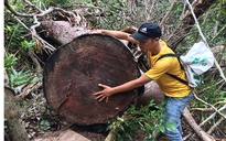 Làm rõ 'đại công trường gỗ' trong rừng sâu ở Gia Lai
