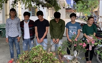 Tây Ninh: Bắt nhóm chuyên trộm cây kiểng