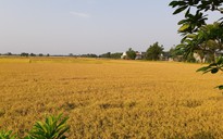 Điều hành xuất khẩu gạo : Trách nhiệm sửa sai