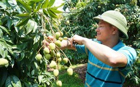 Đầu tư công nghệ bảo quản để tăng sức cạnh tranh cho trái cây Việt