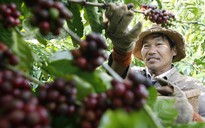 Để tăng trưởng giá trị nông sản Việt
