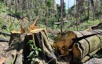 Phải đưa hành vi phá rừng vào dạng tội phạm đặc biệt nguy hiểm