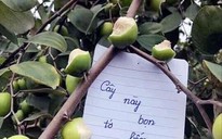 Cư dân mạng quan tâm: Ngao ngán với nhóm khách thiếu ý thức cắn dở táo trong vườn