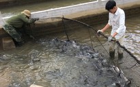 Cá tầm nội khổ vì cá tầm Trung Quốc