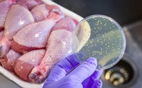 Ngộ độc do salmonella: 4 bước ngăn ngừa nhiễm khuẩn