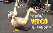 'Vợ chồng' chú vịt thích ăn nho, uống nước đá đáng yêu nhất chợ Thiếc