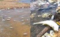 Lo lắng vì cá chết trong hồ cấp nước cho 47.000 hộ dân ở Hà Tĩnh