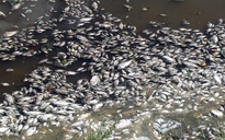 Cá chết trắng sông Phú Lộc, dân kêu trời vì ô nhiễm