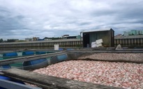Cá bè chết trên sông Cổ Cò: Khu vực nuôi cá có dấu hiệu ô nhiễm