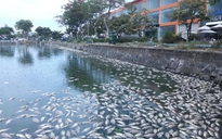 Vụ cá chết ở hồ ông Huỳnh Uy Dũng định 'giải cứu': Phát hiện rò nước thải