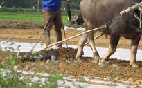 Trâu ăn cỏ ở đồng…, người ăn hạt từ đồng