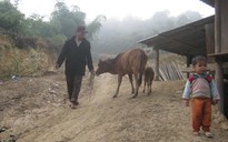 Đã có gia súc ở Lào Cai chết vì rét đậm, rét hại