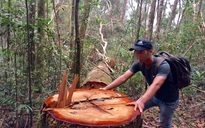 Từ phản ánh của Thanh Niên về nạn phá rừng: Cách chức Phó giám đốc lâm trường