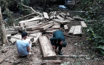Vụ phá rừng ở Kon Tum: Phát hiện 101 hộp gỗ