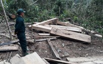 Vụ phá rừng ở Kon Tum: Phát hiện thêm 5 m3 gỗ vi phạm
