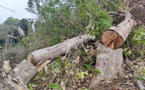 Kon Tum: Khởi tố vụ án phá hơn 14.000 m2 rừng tự nhiên