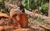 Kon Tum: Lâm tặc phá rừng Măng Đen lấy gốc, rễ cây làm tượng gỗ mỹ nghệ