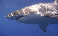 Người lướt sóng Úc thiệt mạng vì bị cá mập dài 4,5 mét tấn công