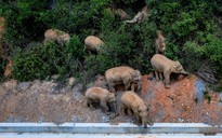 Đàn voi rừng 15 con gieo rắc kinh hoàng suốt 500 km ở Trung Quốc
