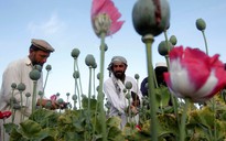 Taliban có khó dẹp bỏ 'công nghiệp' thuốc phiện ở Afghanistan
