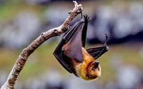 Ấn Độ có ổ dịch chết người do virus Nipah lây từ dơi