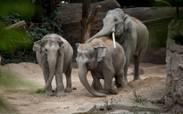 Virus bí ẩn giết chết một loạt voi con trong vườn thú Thụy Sĩ