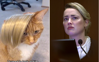 Rộ ảnh clip chế giễu biểu cảm, lời khai của Amber Heard trước tòa