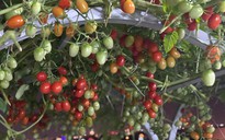 Cách trồng vườn cà chua sân thượng sai trĩu quả