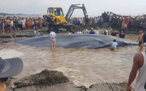 Giải cứu cá voi khổng lồ nặng 15 tấn bị mắc cạn