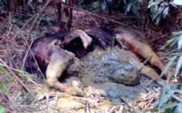 Bò tót chết trong rừng phòng hộ Nghệ An
