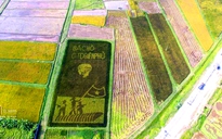 Thuê thợ cấy 'vẽ' tranh Bác Hồ trên đồng lúa