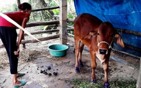 'Cán bộ cấp dưới vượt quyền, tự ý mua bò hỗ trợ cho người dân'