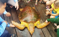 Thả rùa biển nặng 80 kg về môi trường tự nhiên