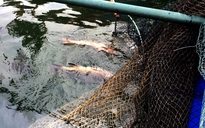 Cá, mực nuôi lồng ở cảng Vũng Áng chết bất thường