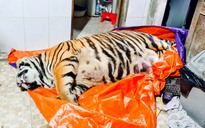 Hà Tĩnh: Con hổ nặng 250 kg bị dí điện đến chết để nấu cao
