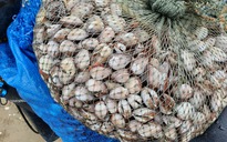 Hàng trăm người đổ xô đi nhặt sò lông, bỗng dưng có 1 triệu/ngày khi 'lộc biển' dạt bờ