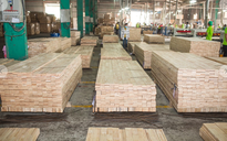 Giá dăm gỗ tăng cao, ngành lâm nghiệp lo người dân bán gỗ non