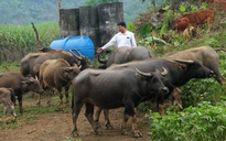 Bộ NN-PTNT đốc thúc các địa phương siết chặt kiểm soát trâu, bò nhập lậu