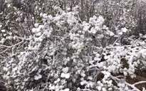 Tuyết rơi tại Sa Pa, băng giá phủ trắng núi rừng Phia Oắc