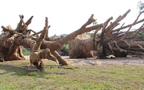 Có dấu hiệu lập hồ sơ khống nguồn gốc cây 'khủng' ở Đắk Lắk