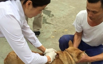 Hơn 1.000 người bị chó cắn, Lào Cai 'cháy' vắc xin phòng bệnh dại