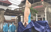 Lãnh đạo tỉnh 'phát sốt' vì thiệt hại dịch tả lợn châu Phi