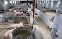 Gần 6 triệu con lợn chết vì dịch tả lợn châu Phi, Việt Nam sắp có vắc xin