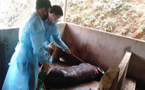 Tái phát dịch tả lợn châu Phi, Lào Cai ra chỉ thị cấp bách phòng chống
