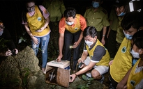 HLV Nguyễn Văn Sỹ giải cứu 3 con trăn hoa, thả về rừng trong đêm Trung thu