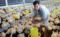 Giá gà lông trắng xuống 6.000 đồng/kg, Nam bộ đang ế 9,3 triệu con gà