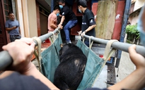 Giải cứu 3 cá thể gấu bị nuôi nhốt để hút mật ở Lạng Sơn