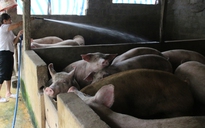 Bộ NN - PTNT kêu gọi địa phương vào cuộc giải cứu thịt lợn