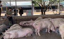Thứ trưởng Bộ NN-PTNT nói gì về lợn thịt tăng giá phi mã?