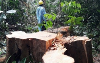 Quảng Nam vượt thẩm quyền phê duyệt ĐTM dự án 'phá' rừng làm đường giao thông